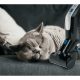 Aspirador escoba - HOOVER HF 222 Pets, 22 V, Depósito 700 ml, Negro