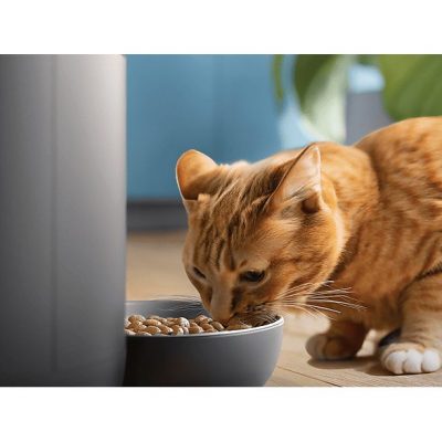Comedero automático inteligente - Philips PAW5320/02, Detección Movimiento, Programación Comidas, Notificación Reposición, Cámara/Audio HD, Aplicación